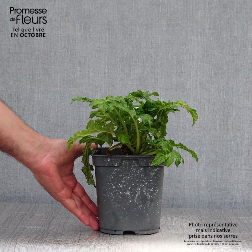 Exemplar von Acanthus mollis - Weicher Akanthus Topf mit 2L/3L wie im Herbst geliefert