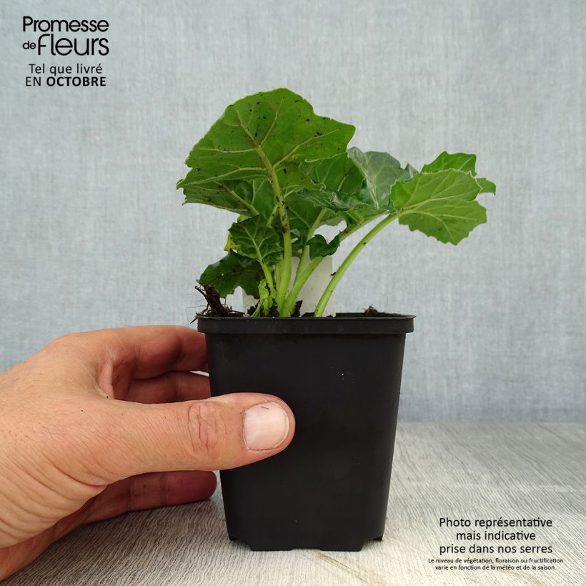 Exemplar von Acanthus mollis Rue Ledan - Weicher Akanthus Kleine Töpfe von 8/9 cm wie im Herbst geliefert