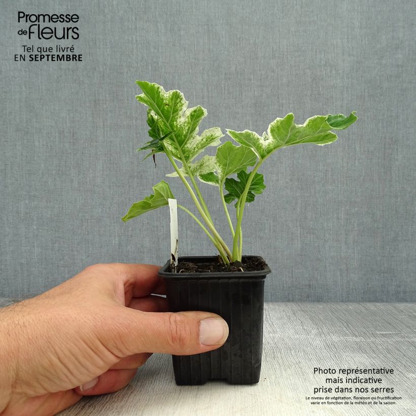 Exemplar von Acanthus mollis Tasmanian Angel - Weicher Akanthus Kleine Töpfe von 8/9 cm wie im Herbst geliefert