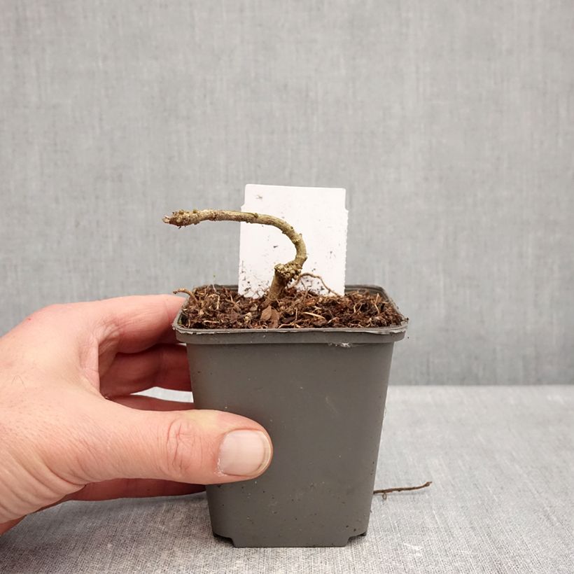 Exemplar von Acanthus sennii Kleine Töpfe von 8/9 cm wie im Winter geliefert