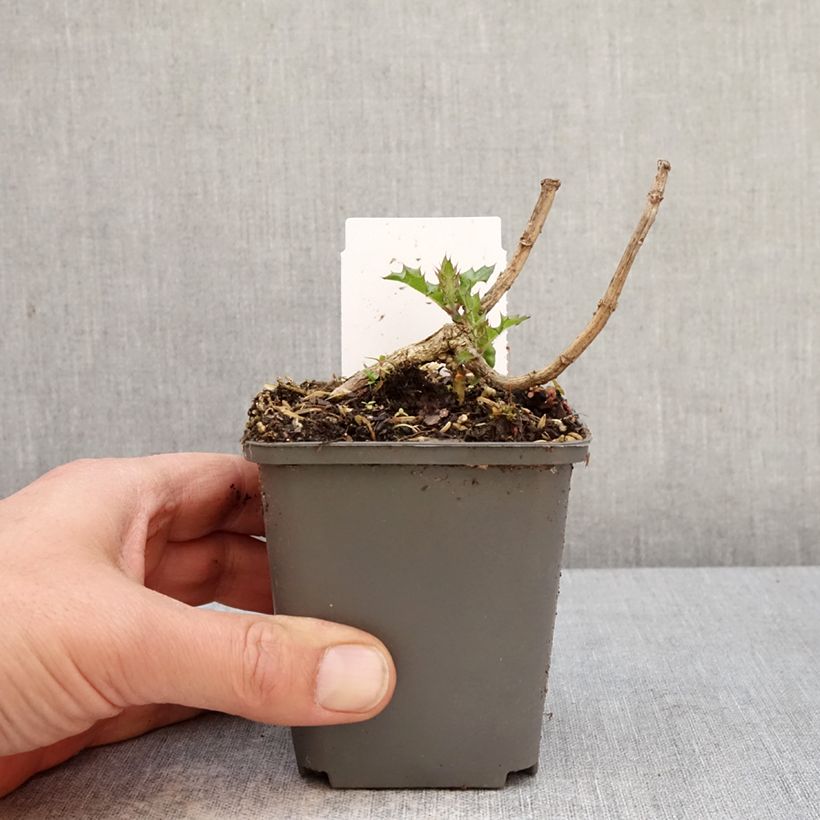 Exemplar von Acanthus sennii Kleine Töpfe von 8/9 cm wie im Frühjahr geliefert