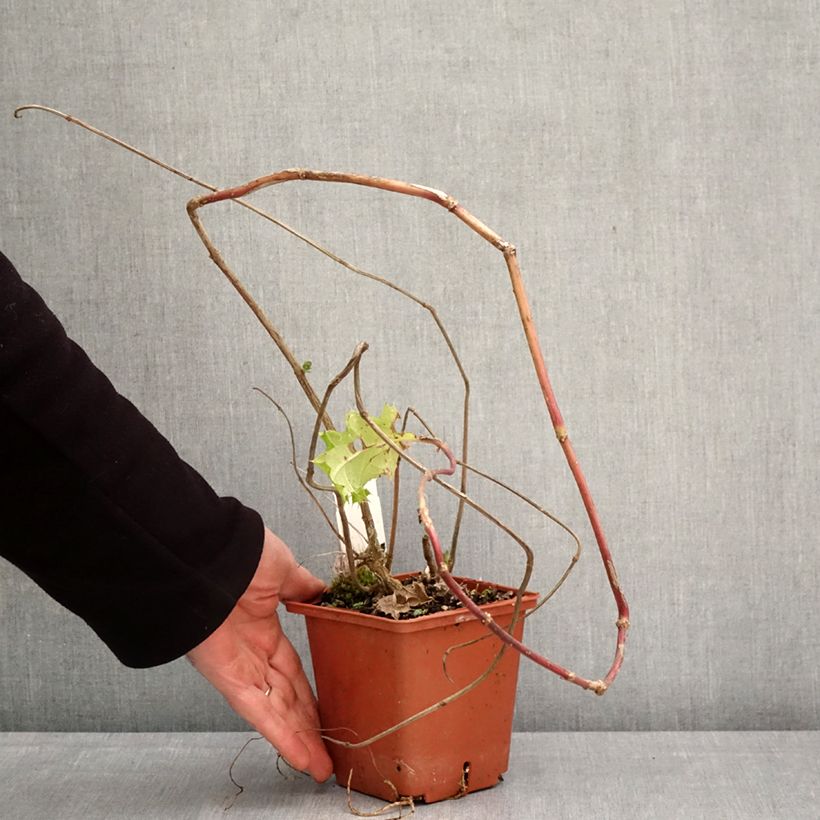 Exemplar von Acanthus sennii Topf mit 1L/1,5L wie im Frühjahr geliefert