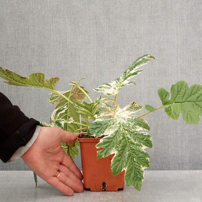 Exemplar von Acanthus mollis Whitewater - Weicher Akanthus Topf mit 1L/1,5L wie im Frühjahr geliefert