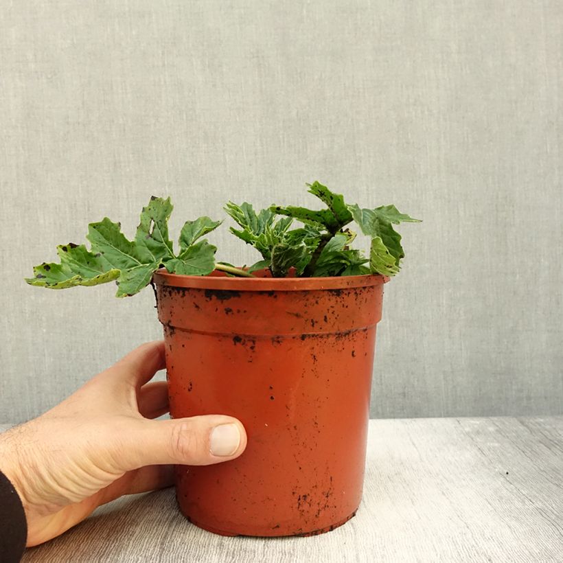 Exemplar von Acanthus mollis Whitewater - Weicher Akanthus Topf mit 2L/3L wie im Herbst geliefert