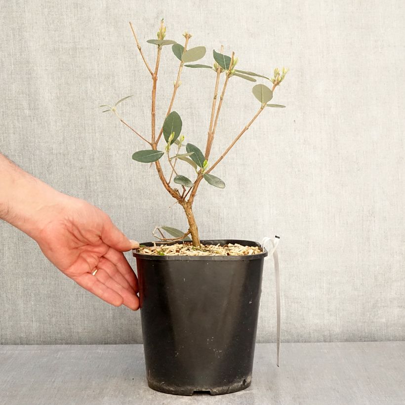 Exemplar von Brasilianische Guave Coolidge - Feijoa sellowiana Topf mit 4L/5L wie im Frühjahr geliefert