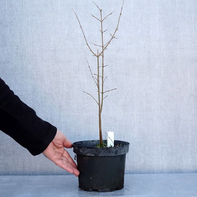 Exemplar von Dreispitz-Ahorn - Acer buergerianum Topf mit 2L/3L wie im Winter geliefert