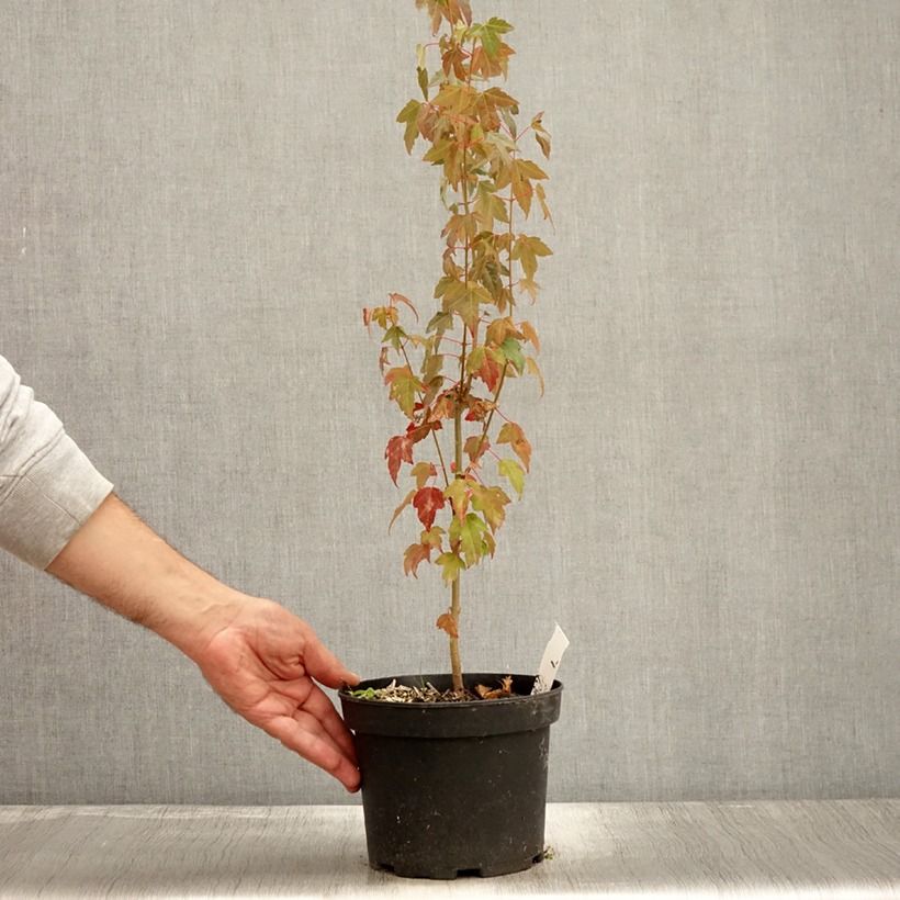 Exemplar von Dreispitz-Ahorn - Acer buergerianum Topf mit 2L/3L wie im Herbst geliefert