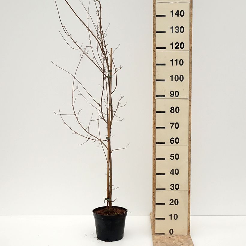 Exemplar von Dreispitz-Ahorn - Acer buergerianum Topf mit 4L/5L wie im Winter geliefert