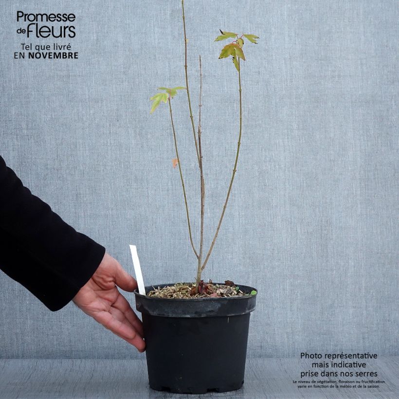 Exemplar von Kolchischer Ahorn Rubrum - Acer cappadocicum Topf mit 3L/4L wie im Herbst geliefert