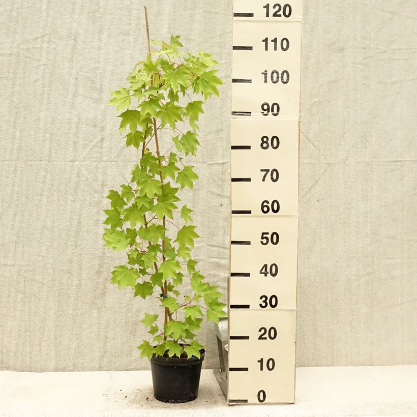 Exemplar von Kolchischer Ahorn Rubrum - Acer cappadocicum Topf mit 3L/4L wie im Sommer geliefert