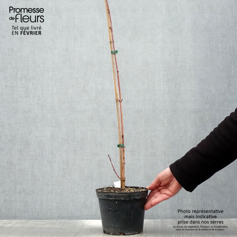 Exemplar von Kolchischer Ahorn Rubrum - Acer cappadocicum Topf mit 3L/4L wie im Winter geliefert