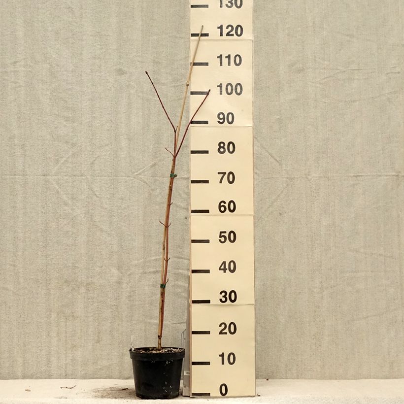 Exemplar von Kolchischer Ahorn Rubrum - Acer cappadocicum Topf mit 3L/4L wie im Frühjahr geliefert