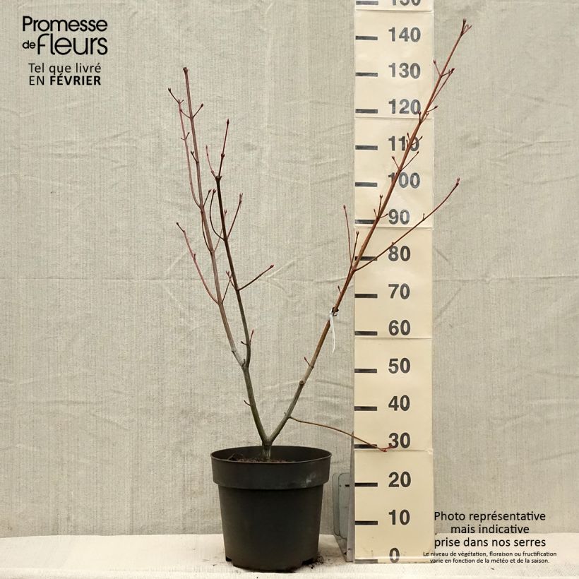 Exemplar von Strauchahorn Silver Vein - Acer conspicuum Topf mit 12L/15L wie im Winter geliefert