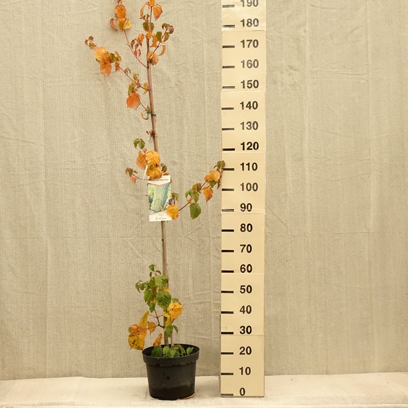 Exemplar von Schlangenhautahorn - Acer davidii Topf mit 7,5L/10L wie im Herbst geliefert
