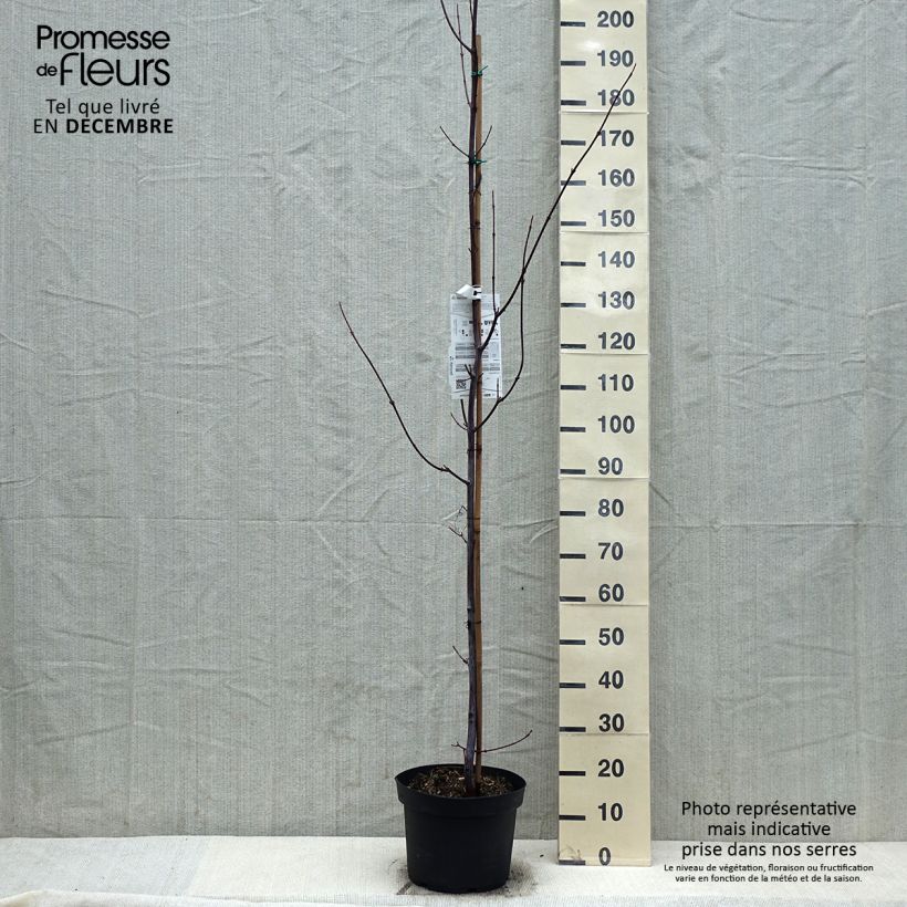 Exemplar von Schlangenhautahorn - Acer davidii Topf mit 7,5L/10L wie im Winter geliefert