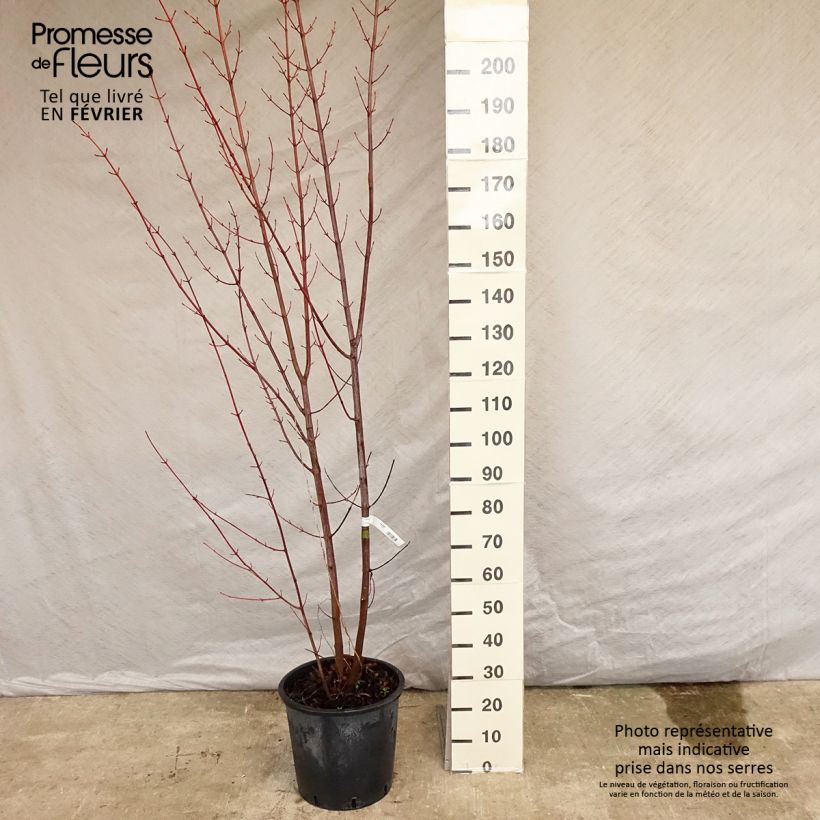 Exemplar von Schlangenhautahorn - Acer davidii Topf mit 20L/25L wie im Winter geliefert