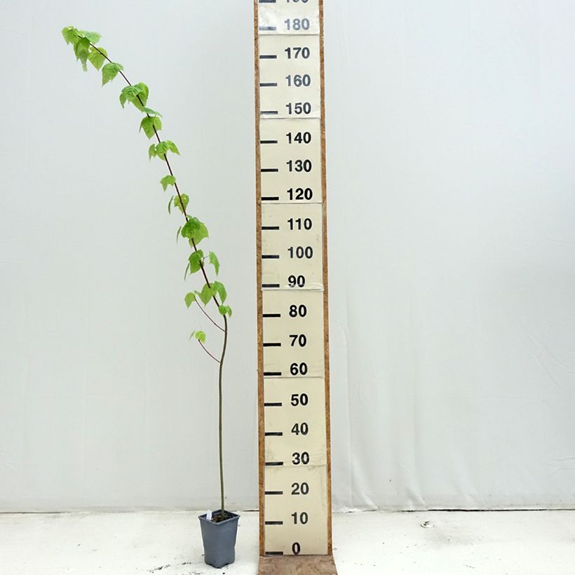 Exemplar von Schlangenhautahorn - Acer davidii Topf 12 cm / 13 cm, Stämmchen wie im Frühjahr geliefert