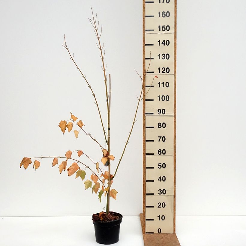Exemplar von Schlangenhautahorn - Acer davidii Topf mit 4L/5L wie im Herbst geliefert