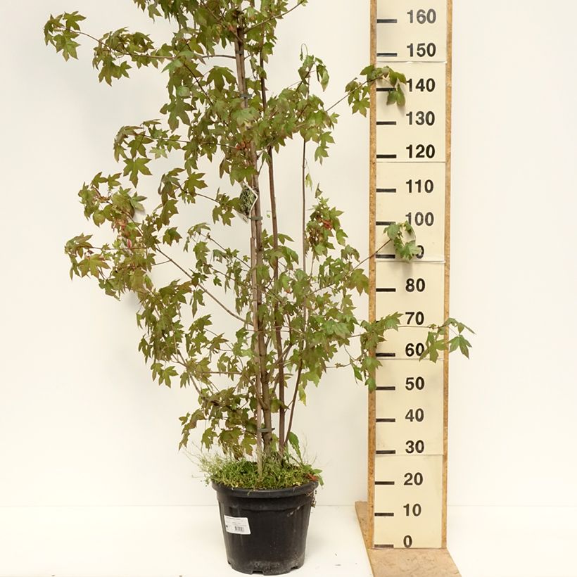 Exemplar von Eschen-Ahorn Auratum - Acer negundo Topf mit 7,5L/10L, Stamm wie im Frühjahr geliefert