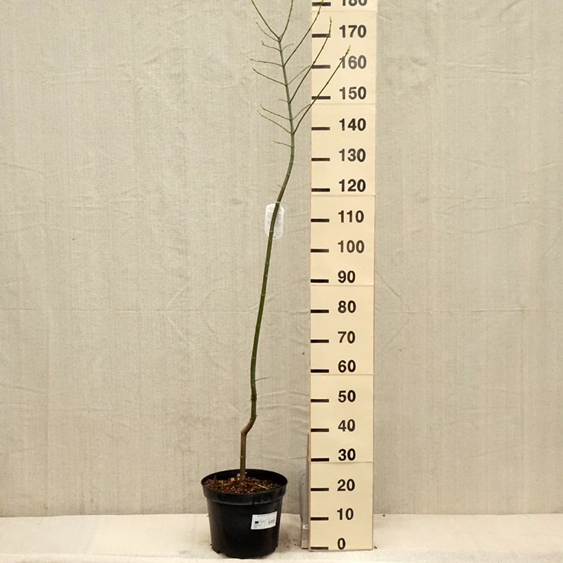 Exemplar von Eschen-Ahorn Aureomarginatum - Acer negundo Topf mit 7,5L/10L wie im Frühjahr geliefert