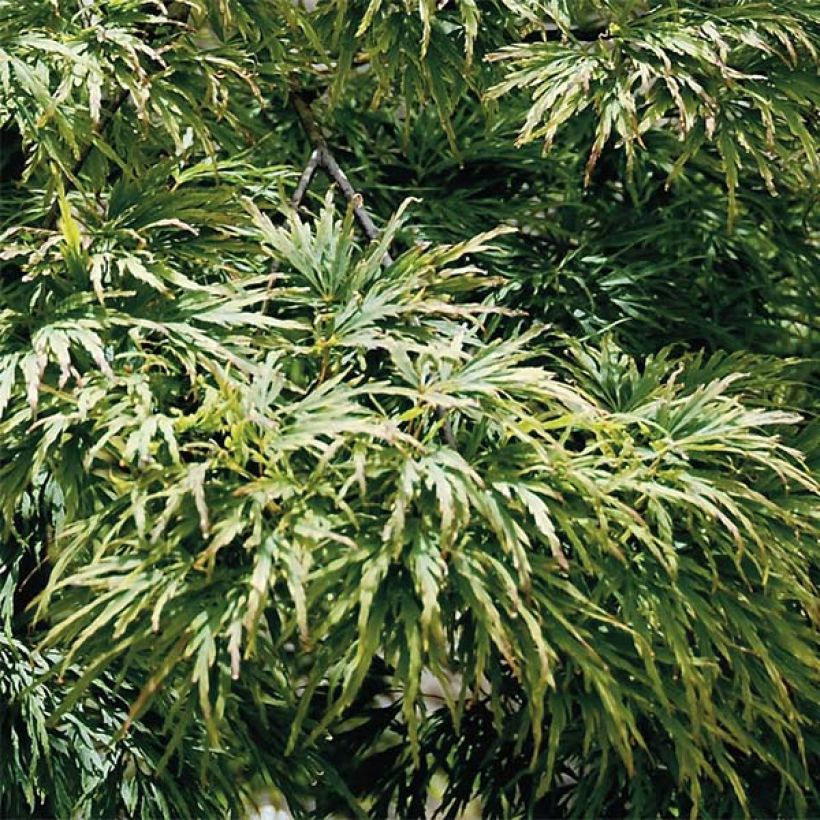 Fächerahorn Dissectum - Acer palmatum (Laub)
