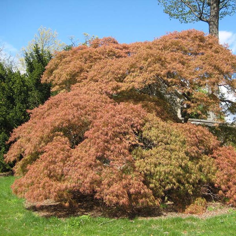Fächerahorn Dissectum - Acer palmatum (Hafen)