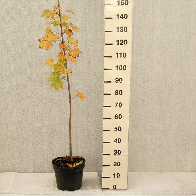 Exemplar von Spitz-Ahorn - Acer platanoides Topf mit 7,5L/10L wie im Herbst geliefert
