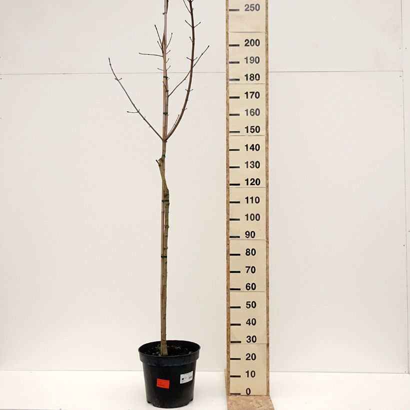 Exemplar von Spitz-Ahorn Maculatum - Acer platanoides Topf mit 12L/15L wie im Winter geliefert