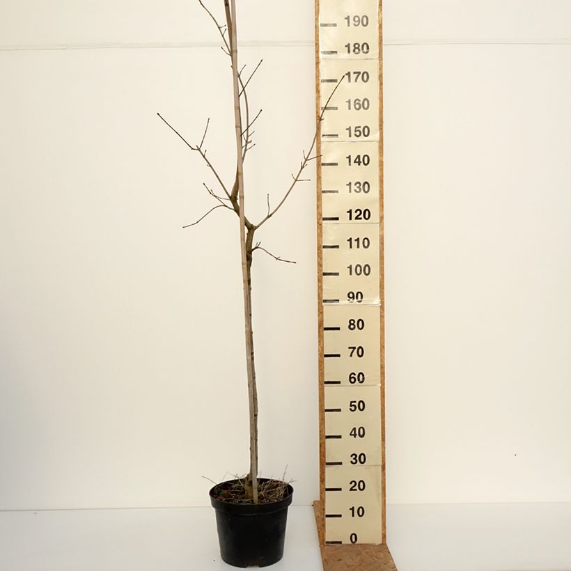 Exemplar von Spitz-Ahorn Maculatum - Acer platanoides Topf mit 12L/15L, Stamm wie im Herbst geliefert