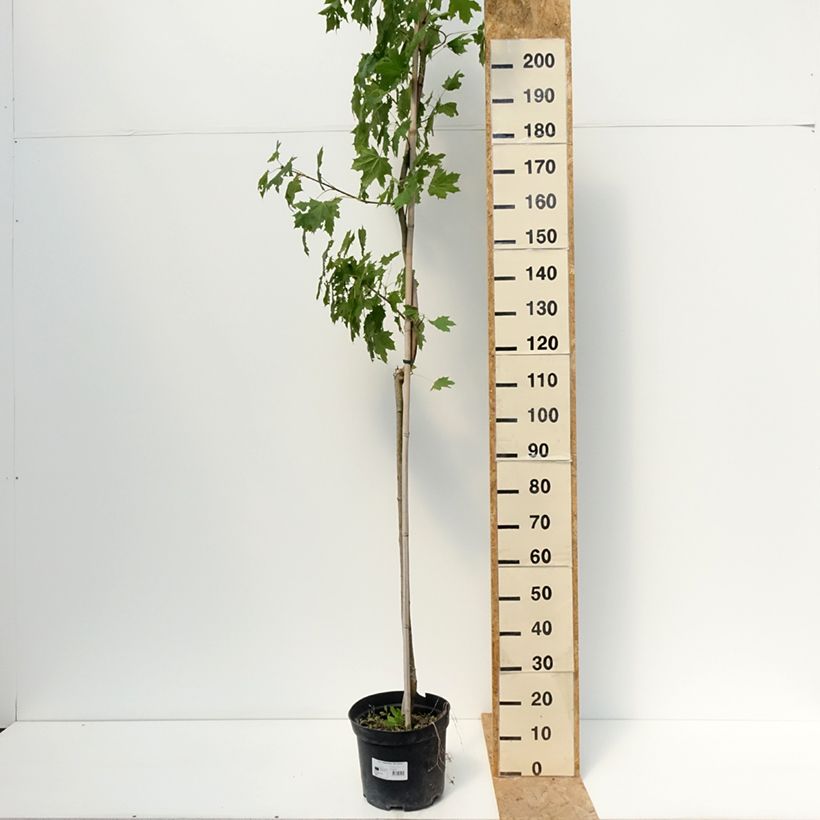 Exemplar von Spitz-Ahorn Maculatum - Acer platanoides Topf mit 12L/15L wie im Sommer geliefert