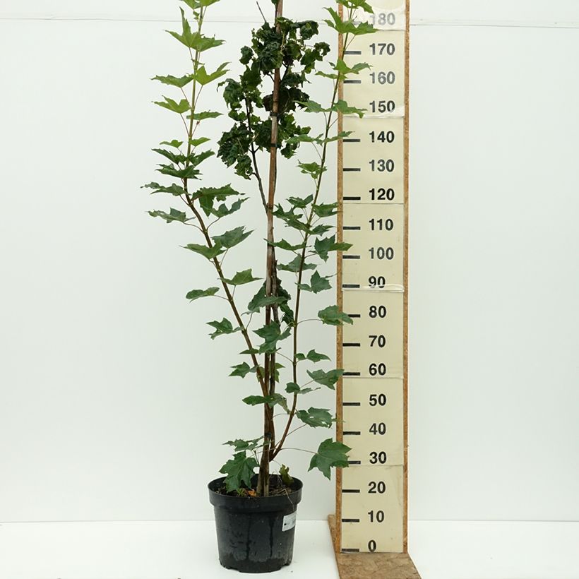 Exemplar von Spitz-Ahorn Marylka Beskid - Acer platanoides Topf mit 12L/15L, Stamm wie im Sommer geliefert