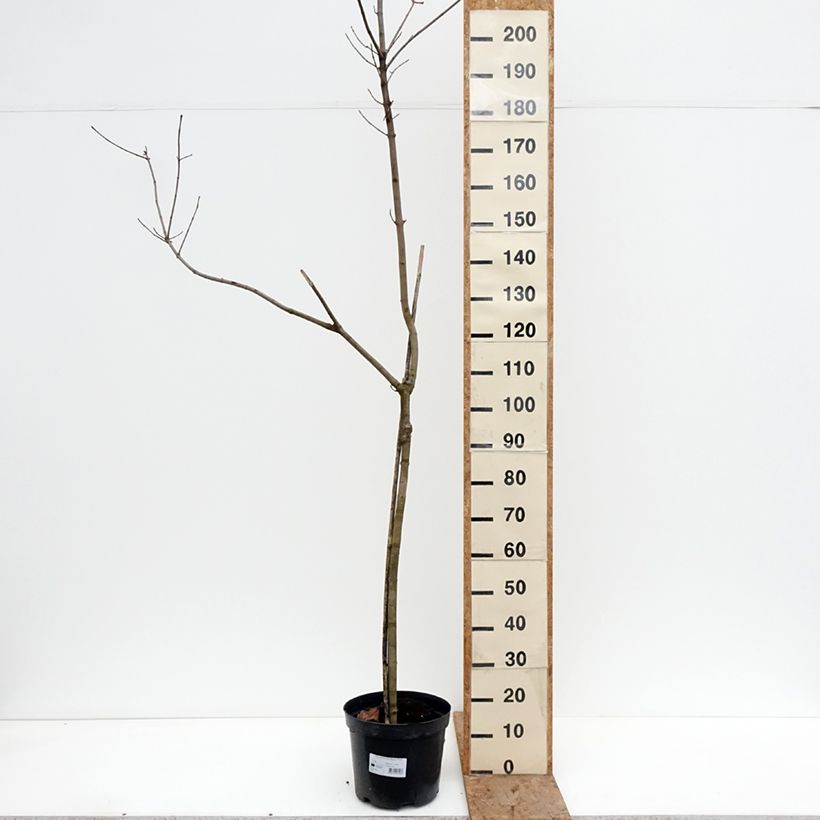 Exemplar von Spitz-Ahorn Oregon Pride - Acer platanoides Topf mit 7,5L/10L, Stamm wie im Winter geliefert