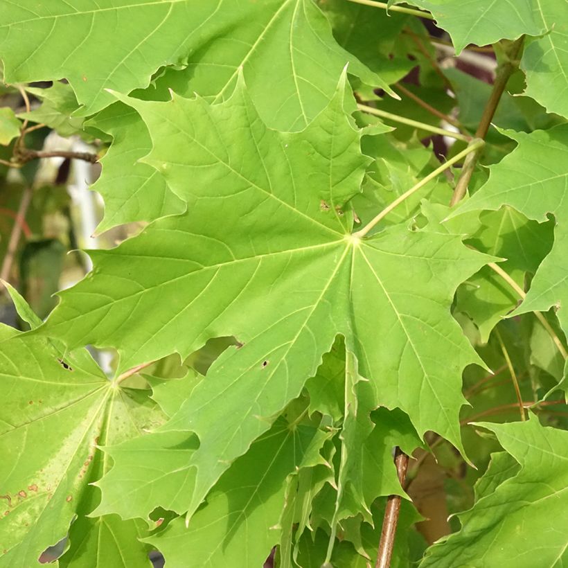 Spitz-Ahorn Prigo Princeton Gold - Acer platanoides (Laub)