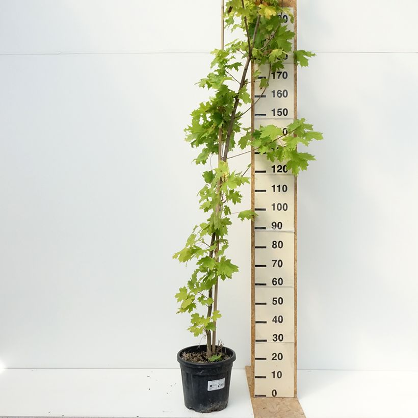 Exemplar von Spitz-Ahorn Prigo Princeton Gold - Acer platanoides Topf mit 20L/25L wie im Sommer geliefert