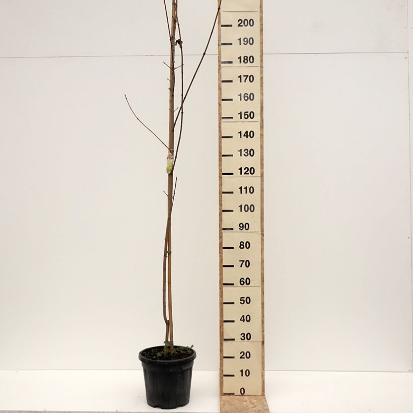 Exemplar von Spitz-Ahorn Prigo Princeton Gold - Acer platanoides Topf mit 20L/25L wie im Winter geliefert
