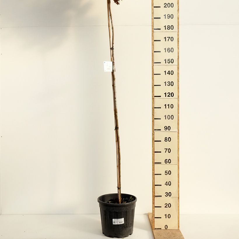 Exemplar von Spitz-Ahorn Purple Globe - Acer platanoides Topf mit 20L/25L wie im Frühjahr geliefert
