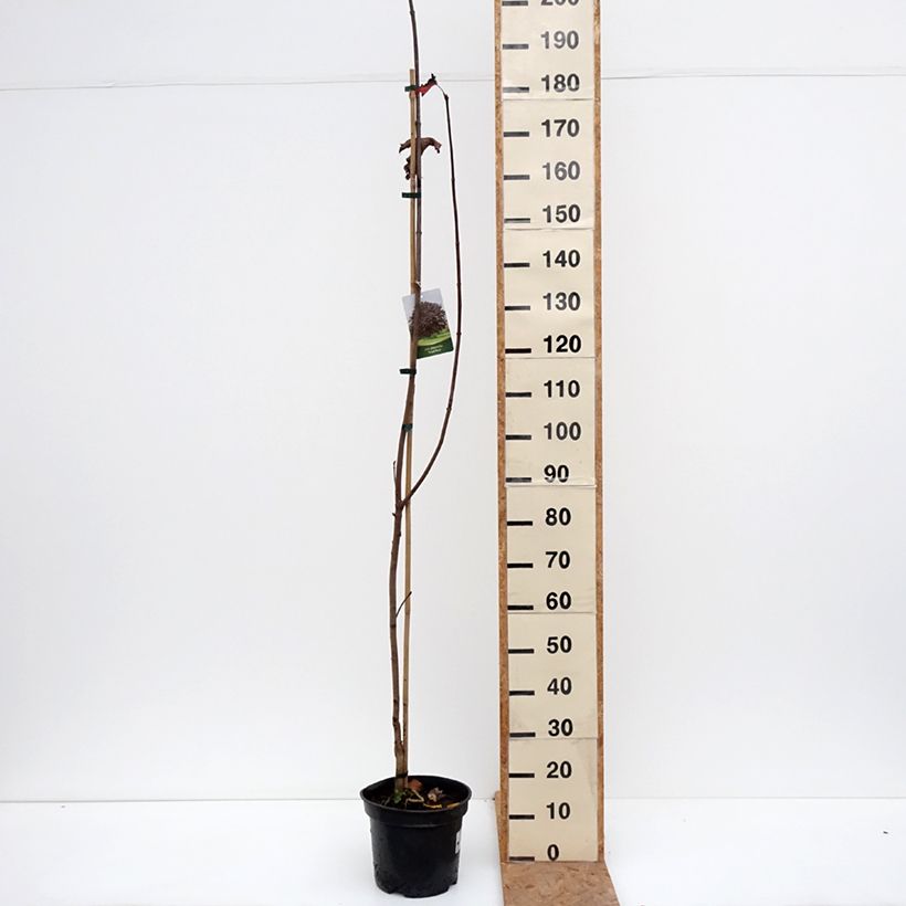 Exemplar von Spitz-Ahorn Royal Red - Acer platanoides Topf mit 7,5L/10L wie im Herbst geliefert