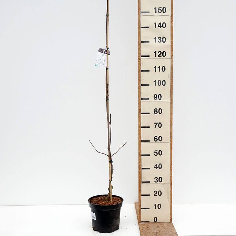 Exemplar von Spitz-Ahorn Royal Red - Acer platanoides Topf mit 7,5L/10L wie im Winter geliefert