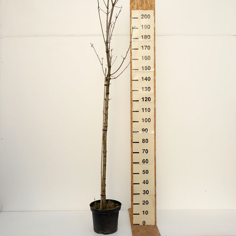Exemplar von Spitz-Ahorn Stollii - Acer platanoides Topf mit 20L/25L, Stamm wie im Herbst geliefert