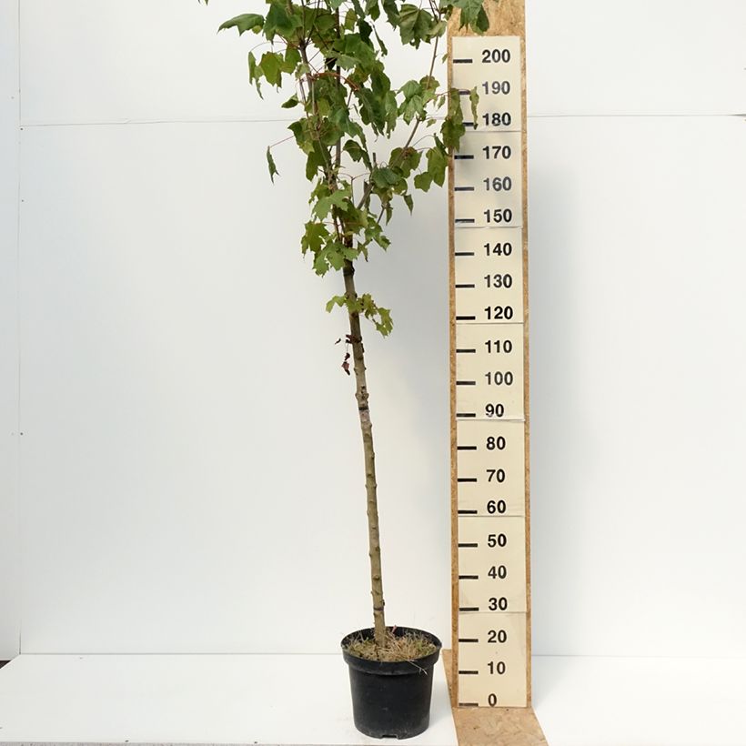 Exemplar von Spitz-Ahorn Stollii - Acer platanoides Topf mit 20L/25L wie im Sommer geliefert
