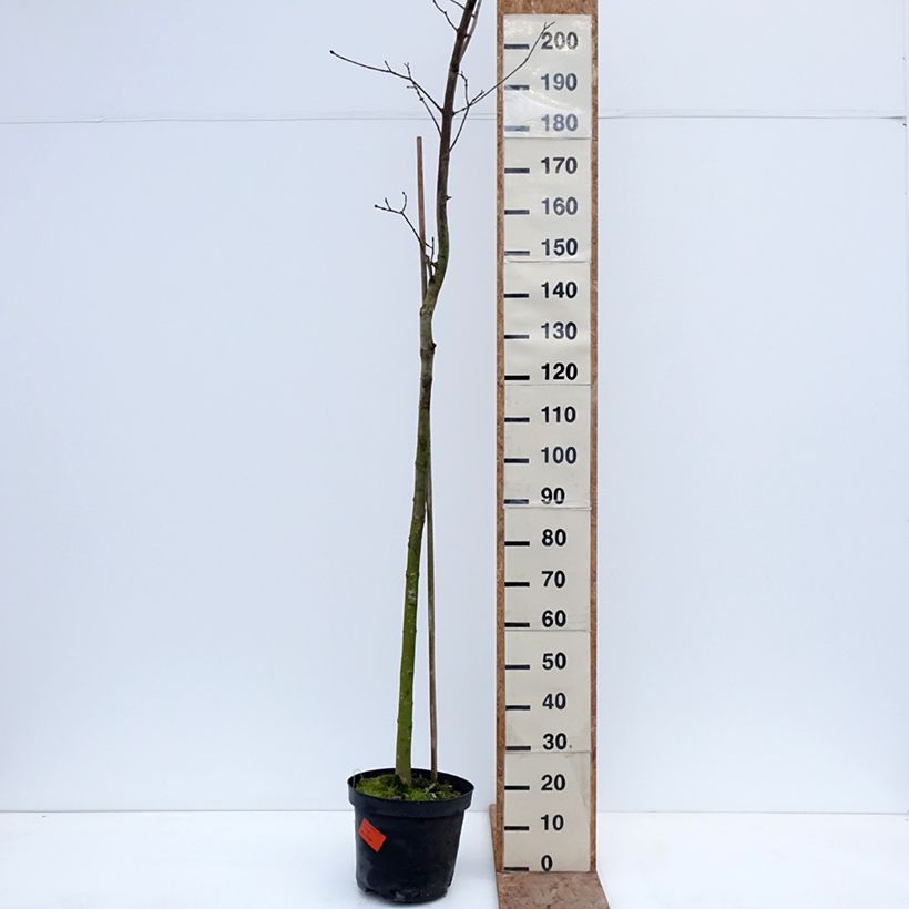 Exemplar von Spitz-Ahorn Tharandt - Acer platanoides Topf mit 12L/15L, Stamm wie im Winter geliefert