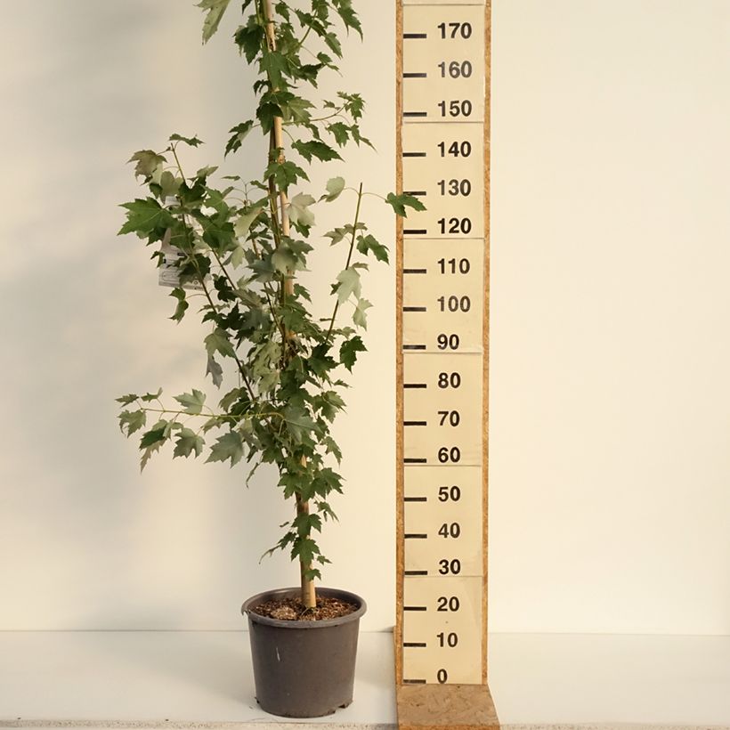 Exemplar von Rot-Ahorn Armstrong - Acer rubrum Topf mit 12L/15L, Stämmchen wie im Sommer geliefert