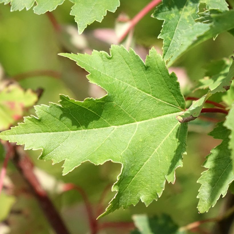 Rot-Ahorn Armstrong Gold - Acer rubrum (Laub)