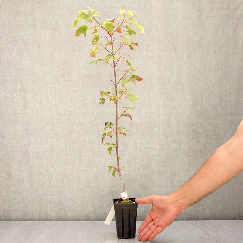 Exemplar von Rot-Ahorn Armstrong Gold - Acer rubrum Topf mit 1L/1,5L wie im Sommer geliefert