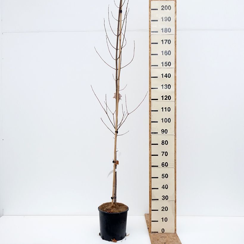 Exemplar von Rot-Ahorn Fairview Flame - Acer rubrum Topf mit 12L/15L wie im Herbst geliefert