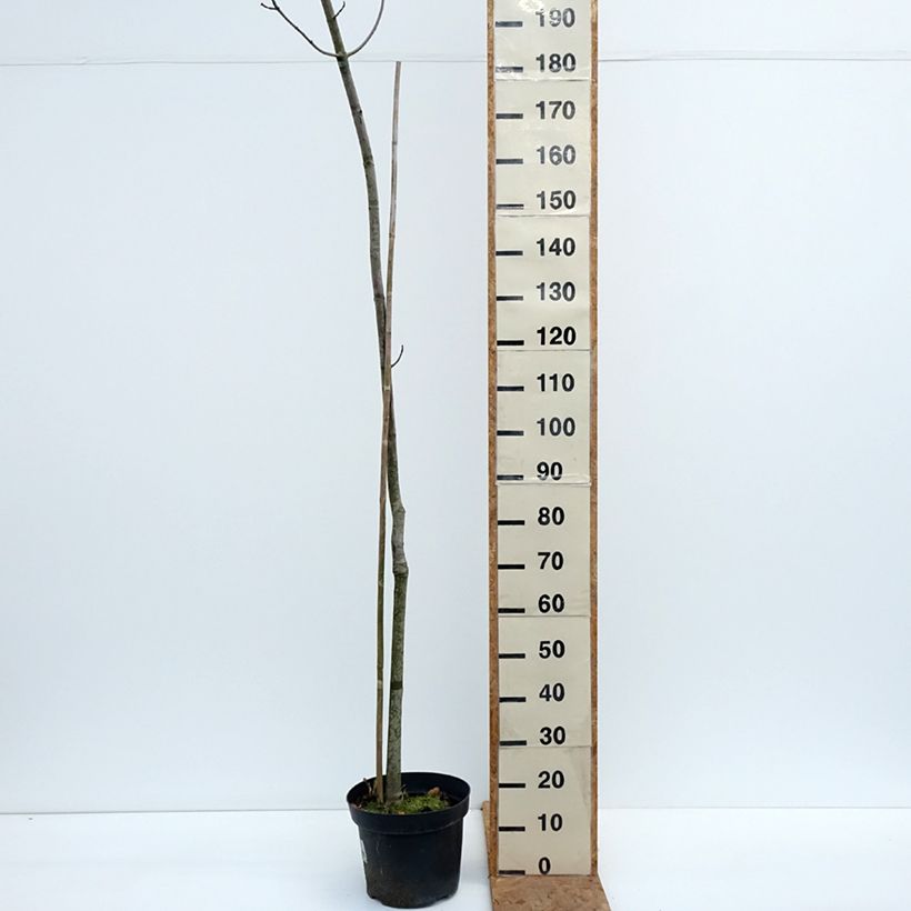 Exemplar von Rot-Ahorn Sekka - Acer rubrum Topf mit 4L/5L wie im Herbst geliefert