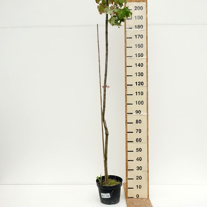 Exemplar von Rot-Ahorn Sekka - Acer rubrum Topf mit 4L/5L wie im Sommer geliefert