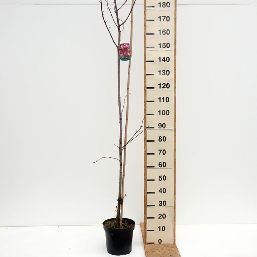 Exemplar von Rot-Ahorn Somerset - Acer rubrum Topf mit 7,5L/10L wie im Herbst geliefert