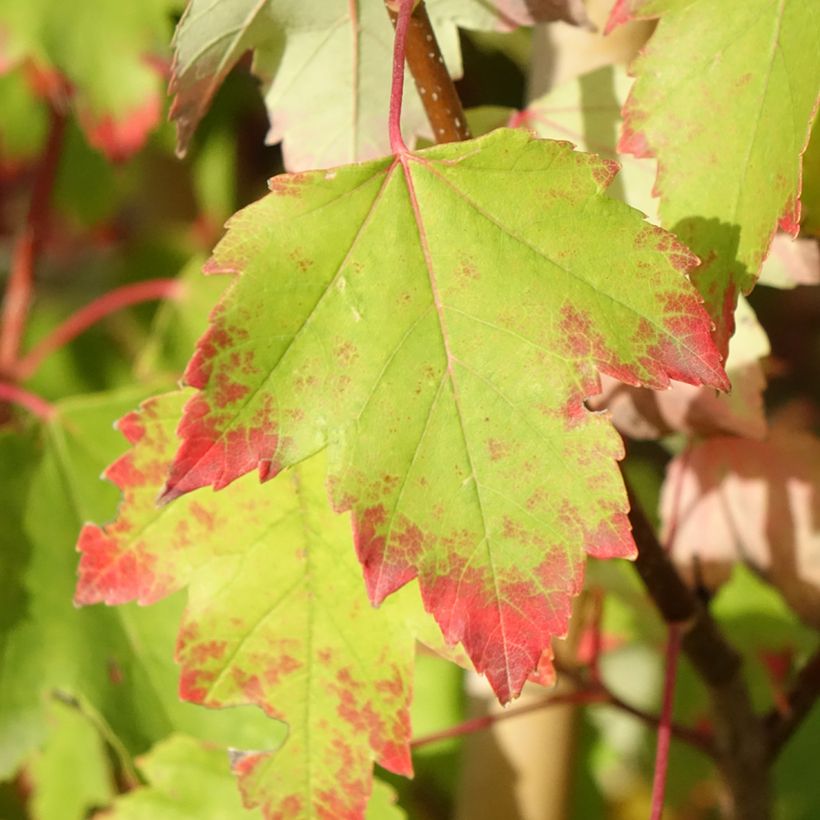Rot-Ahorn Sun Valley - Acer rubrum (Laub)