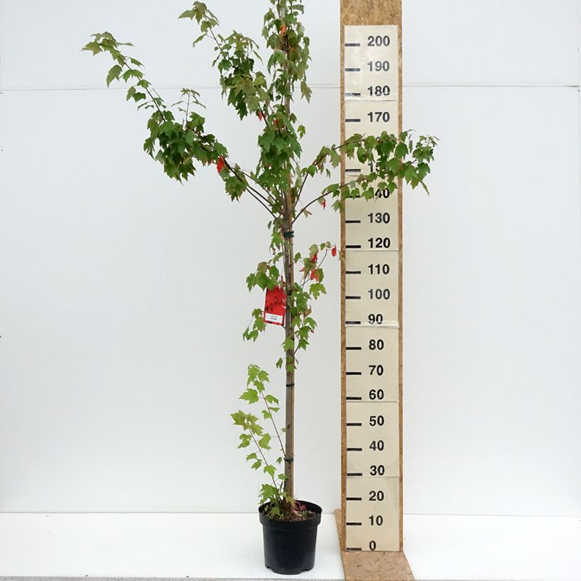 Exemplar von Rot-Ahorn Sun Valley - Acer rubrum Topf mit 7,5L/10L wie im Sommer geliefert